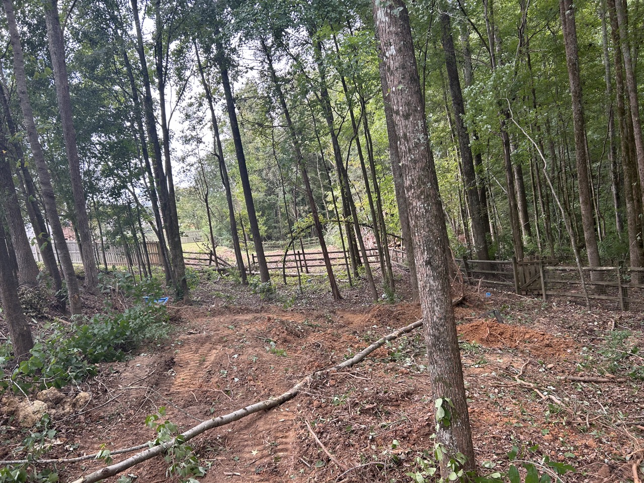 Cleared area in a forest with visible tree stumps and fallen branches.